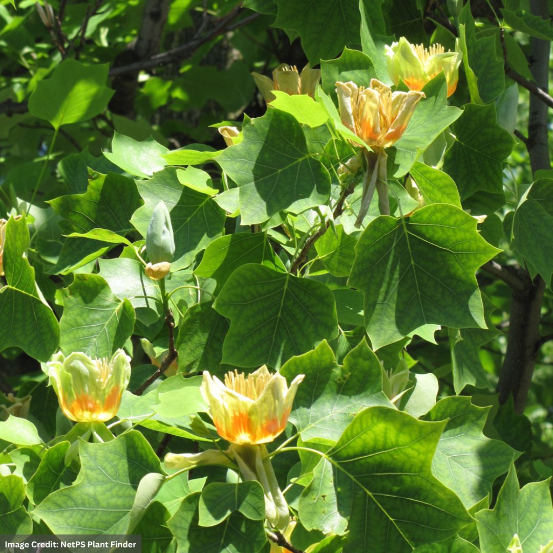Tuliptree – 1.75-2″ Caliper – B&B